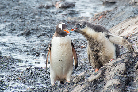 simsearch:400-07656711,k - Gentoo Penguin with chick feeding time in Antarctica Photographie de stock - Aubaine LD & Abonnement, Code: 400-09268328