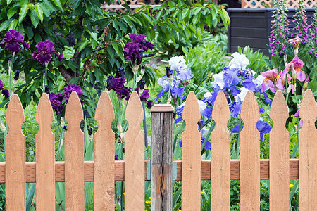 photo picket garden - Wood Picket Fence in backyard garden with colorful Iris flowers in bloom during spring season Photographie de stock - Aubaine LD & Abonnement, Code: 400-09268320