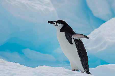 Chinstrap Penguins on the ice in Antarctica Photographie de stock - Aubaine LD & Abonnement, Code: 400-09268419