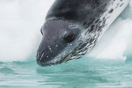 simsearch:400-08552921,k - Head shot of a Leopard seal on an ice in Antarctica Stock Photo - Budget Royalty-Free & Subscription, Code: 400-09268425