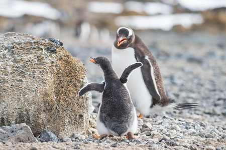 simsearch:400-07656711,k - Gentoo Penguin with chick on the nest in Antarctica Photographie de stock - Aubaine LD & Abonnement, Code: 400-09268426