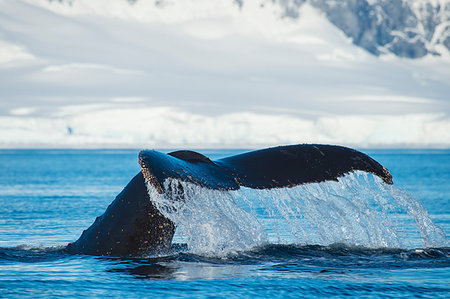 Humpback Whale tail with nice backgrownd in Antarctica Stock Photo - Budget Royalty-Free & Subscription, Code: 400-09268427