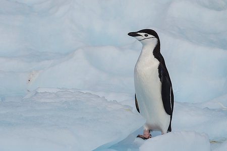 rookery - Chinstrap Penguins on the ice in Antarctica Foto de stock - Super Valor sin royalties y Suscripción, Código: 400-09268421