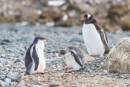 simsearch:400-07656711,k - Gentoo Penguin with chick on the nest in Antarctica Photographie de stock - Aubaine LD & Abonnement, Code: 400-09268423