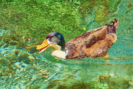 simsearch:400-06202494,k - Duck at the Lake Photographie de stock - Aubaine LD & Abonnement, Code: 400-09274025