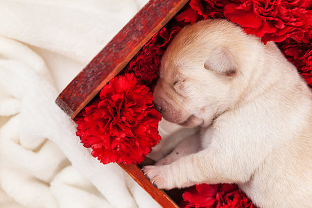 simsearch:400-07303856,k - Newborn labrador puppy dog sleeping in wooden box with red carnation flowers - closeup Stock Photo - Budget Royalty-Free & Subscription, Code: 400-09274045