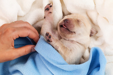 simsearch:400-07303856,k - Newborn labrador puppy dog sleeping - woman hand adjust blanket, closeup Stock Photo - Budget Royalty-Free & Subscription, Code: 400-09274046