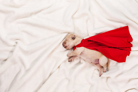 simsearch:400-07303856,k - Newborn labrador puppy with red superhero cape sleeping on white blanket background - dream big concept Stock Photo - Budget Royalty-Free & Subscription, Code: 400-09274047