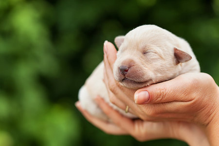 simsearch:400-07303856,k - Newborn puppy dog sleeping in woman palms - on blurry green background Stock Photo - Budget Royalty-Free & Subscription, Code: 400-09274048