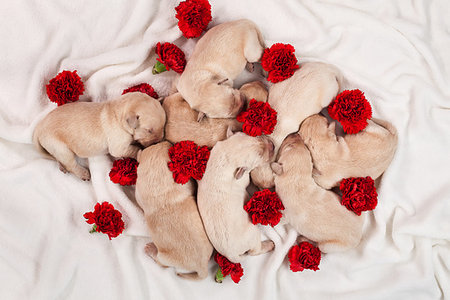 simsearch:400-07303856,k - Yellow labrador puppy dog litter - bunch of newborn doggies with red carnation flowers on white blanket Stock Photo - Budget Royalty-Free & Subscription, Code: 400-09274041