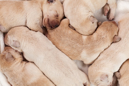 simsearch:400-07303856,k - Bunch of yellow labrador puppies sleeping peacefully - closeup Stock Photo - Budget Royalty-Free & Subscription, Code: 400-09274042