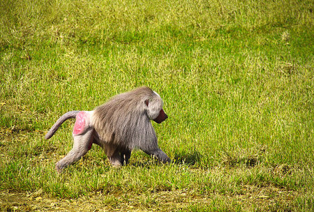 Male monkey hamadryad (Papio hamadryas, genus of baboons) walking on green grass Stock Photo - Budget Royalty-Free & Subscription, Code: 400-09274069