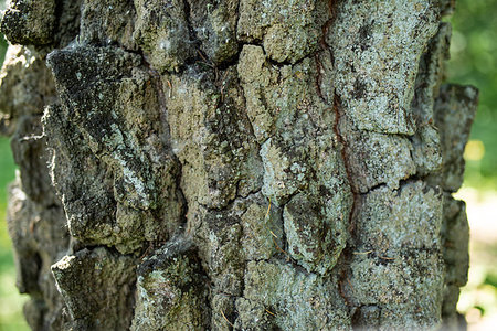 Rough old bark of a birch tree Stock Photo - Budget Royalty-Free & Subscription, Code: 400-09274115