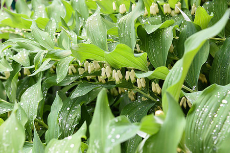 simsearch:400-07656811,k - Rain drops on flowers of lily of the valley close up Photographie de stock - Aubaine LD & Abonnement, Code: 400-09274196