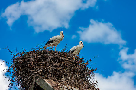 simsearch:400-07253088,k - Storks sit in the nest on the roof in the summer, Tver Region, Russia Photographie de stock - Aubaine LD & Abonnement, Code: 400-09274214