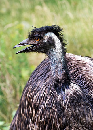 simsearch:400-07631583,k - A close-up of the head of an emu. Side view Foto de stock - Super Valor sin royalties y Suscripción, Código: 400-09274332