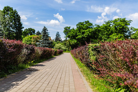 simsearch:400-07678715,k - Beautiful alley of red bushes in the park. Foto de stock - Royalty-Free Super Valor e Assinatura, Número: 400-09274495