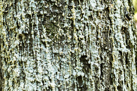 simsearch:696-03395999,k - Resin on the bark of a tree. Photographie de stock - Aubaine LD & Abonnement, Code: 400-09274492