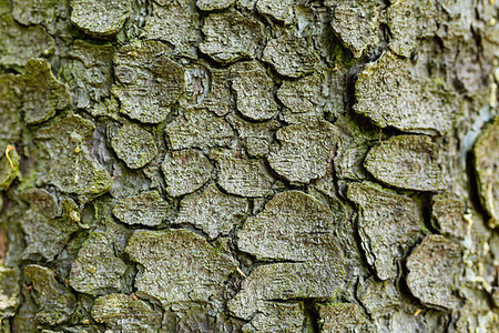 spruce tree bark - Texture of the bark of a tree spruce. Stock Photo - Budget Royalty-Free & Subscription, Code: 400-09274493