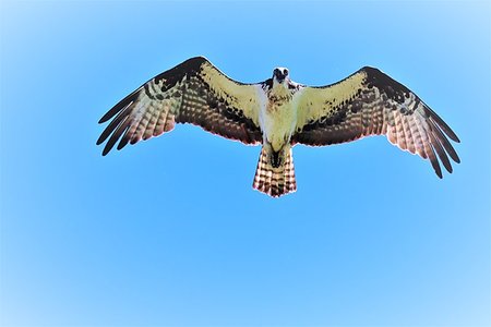 fischadler - a momma osprey flying close to her nest Stockbilder - Microstock & Abonnement, Bildnummer: 400-09274545