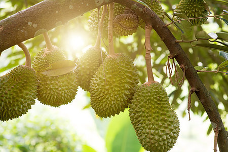 durião - Fresh musang king durian on tree in orchard, tropical fruit. Foto de stock - Royalty-Free Super Valor e Assinatura, Número: 400-09274577