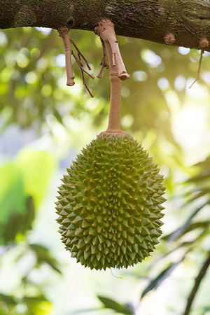 durião - Fresh tropical fruit musang king durian on tree in orchard. Foto de stock - Royalty-Free Super Valor e Assinatura, Número: 400-09274578