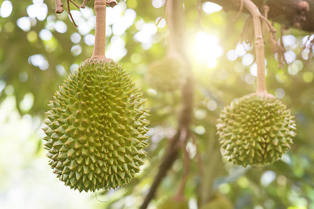 durião - Fresh durian on the tree in the garden, king of fruit. Foto de stock - Royalty-Free Super Valor e Assinatura, Número: 400-09274579