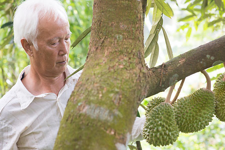 durião - Asian farm worker checking on durian tree in orchard. Foto de stock - Royalty-Free Super Valor e Assinatura, Número: 400-09274585