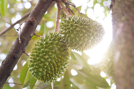 durião - Close up fresh musang king durian on tree in orchard, tropical fruit. Foto de stock - Royalty-Free Super Valor e Assinatura, Número: 400-09274581
