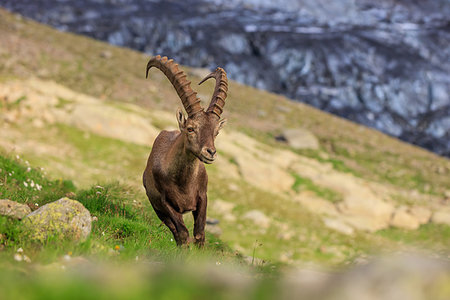 simsearch:400-09081436,k - Ibex, Range of Mont Blanc. French Alps Foto de stock - Super Valor sin royalties y Suscripción, Código: 400-09274623