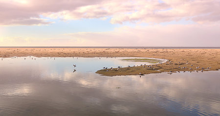 simsearch:689-03125806,k - Seagulls roost and play in the shallow waters of Mallacoota Auistralia Stock Photo - Budget Royalty-Free & Subscription, Code: 400-09274879