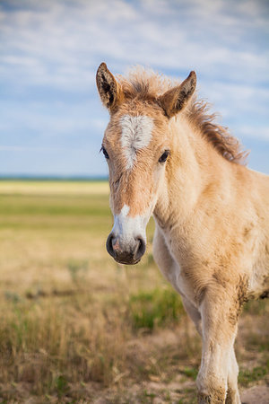 A little foal in the field looks at me Stock Photo - Budget Royalty-Free & Subscription, Code: 400-09274917