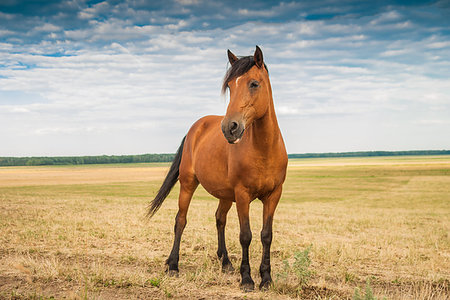 simsearch:400-04524987,k - Young brown stallion alone in summer field Photographie de stock - Aubaine LD & Abonnement, Code: 400-09274913