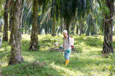 Asian worker is poisoning weeds in oil palm plantations Stock Photo - Budget Royalty-Free & Subscription, Code: 400-09274983