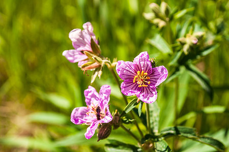 simsearch:400-08333816,k - Wild flowers in bloom in Idaho Photographie de stock - Aubaine LD & Abonnement, Code: 400-09275118