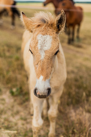 A little foal in the field looks at me Stock Photo - Budget Royalty-Free & Subscription, Code: 400-09275195
