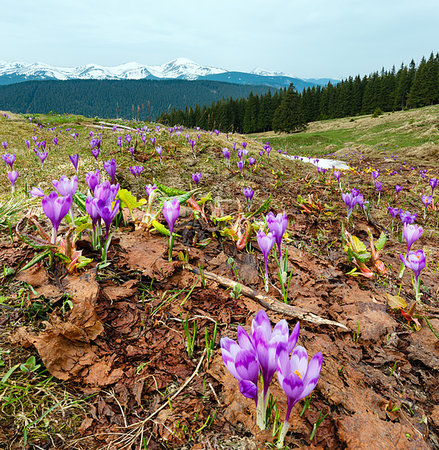 Colorful blossoming purple Crocus heuffelianus (Crocus vernus) alpine flowers on spring Carpathian mountain plateau valley, Ukraine, Europe. Beautiful conceptual spring or early summer landscape. Stock Photo - Budget Royalty-Free & Subscription, Code: 400-09275217