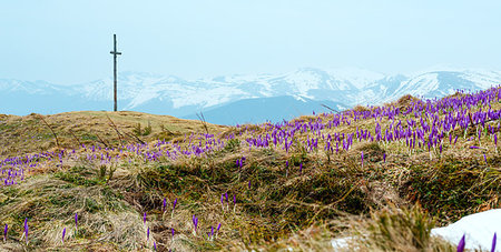 Blossoming closed purple violet Crocus heuffelianus (Crocus vernus) flowers on spring early morning Carpathian mountain valley, Ukraine, Europe. Beautiful conceptual spring or early summer landscape. Stock Photo - Budget Royalty-Free & Subscription, Code: 400-09275218