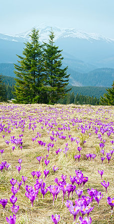 Colorful blooming purple violet Crocus heuffelianus (Crocus vernus) alpine flowers on spring Carpathian mountain plateau valley, Ukraine, Europe. 12-layers high-resolution image. Stock Photo - Budget Royalty-Free & Subscription, Code: 400-09275223