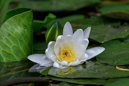 european white water lilly (nymphaea alba) in Danube Delta, Romania Stock Photo - Budget Royalty-Free & Subscription, Code: 400-09275279