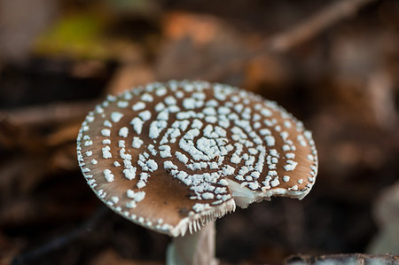 simsearch:400-07038465,k - Close-up of a mushroom in a forest. Shallow depth of field. Photographie de stock - Aubaine LD & Abonnement, Code: 400-09275321