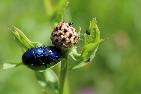 a pair of flower chafers on the green leaves Foto de stock - Super Valor sin royalties y Suscripción, Código: 400-09275343