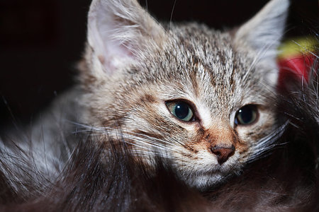 simsearch:614-06043443,k - Kitty portrait. Closeup of nice small gray kitty face Fotografie stock - Microstock e Abbonamento, Codice: 400-09275468