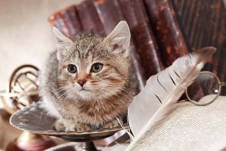 simsearch:400-06772771,k - Small domestic cat on vintage interior with book and spectacles Photographie de stock - Aubaine LD & Abonnement, Code: 400-09275469