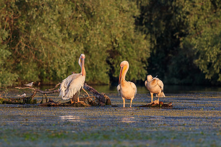 simsearch:400-09275531,k - white pelicans (pelecanus onocrotalus) in Danube Delta, Romania Foto de stock - Super Valor sin royalties y Suscripción, Código: 400-09275524