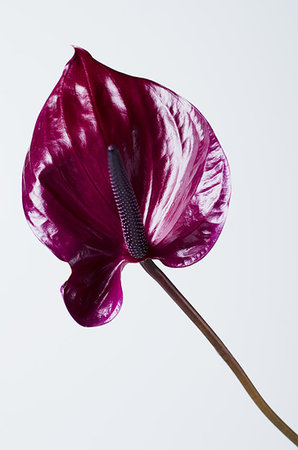 Dark red anthurium against white background. Tropical plant in a minimalist style Stock Photo - Budget Royalty-Free & Subscription, Code: 400-09273501