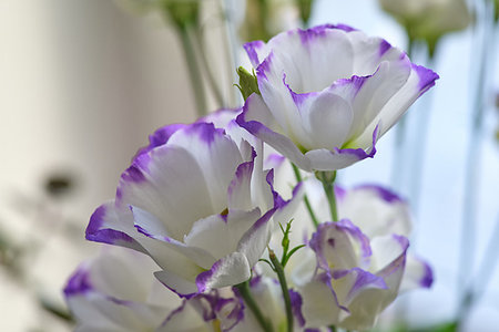 Eustoma is a genus of plants of the Gorechavkov family. Cultivated flowers lisianthus or bitter flower Foto de stock - Super Valor sin royalties y Suscripción, Código: 400-09273755