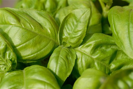 simsearch:649-07064970,k - Succulent leaves on a plant of basil, a frequently used herb in mediterranean cuisine. Foto de stock - Super Valor sin royalties y Suscripción, Código: 400-03907945