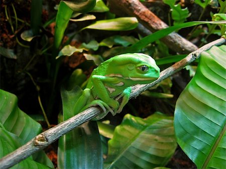 sucio - waxy monkey tree frog sits on branch, deep in thought ( Phyllomedusa sauvagii ) Stock Photo - Budget Royalty-Free & Subscription, Code: 400-03907962