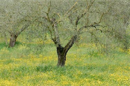 Olive tree in the country. Stock Photo - Budget Royalty-Free & Subscription, Code: 400-03907970